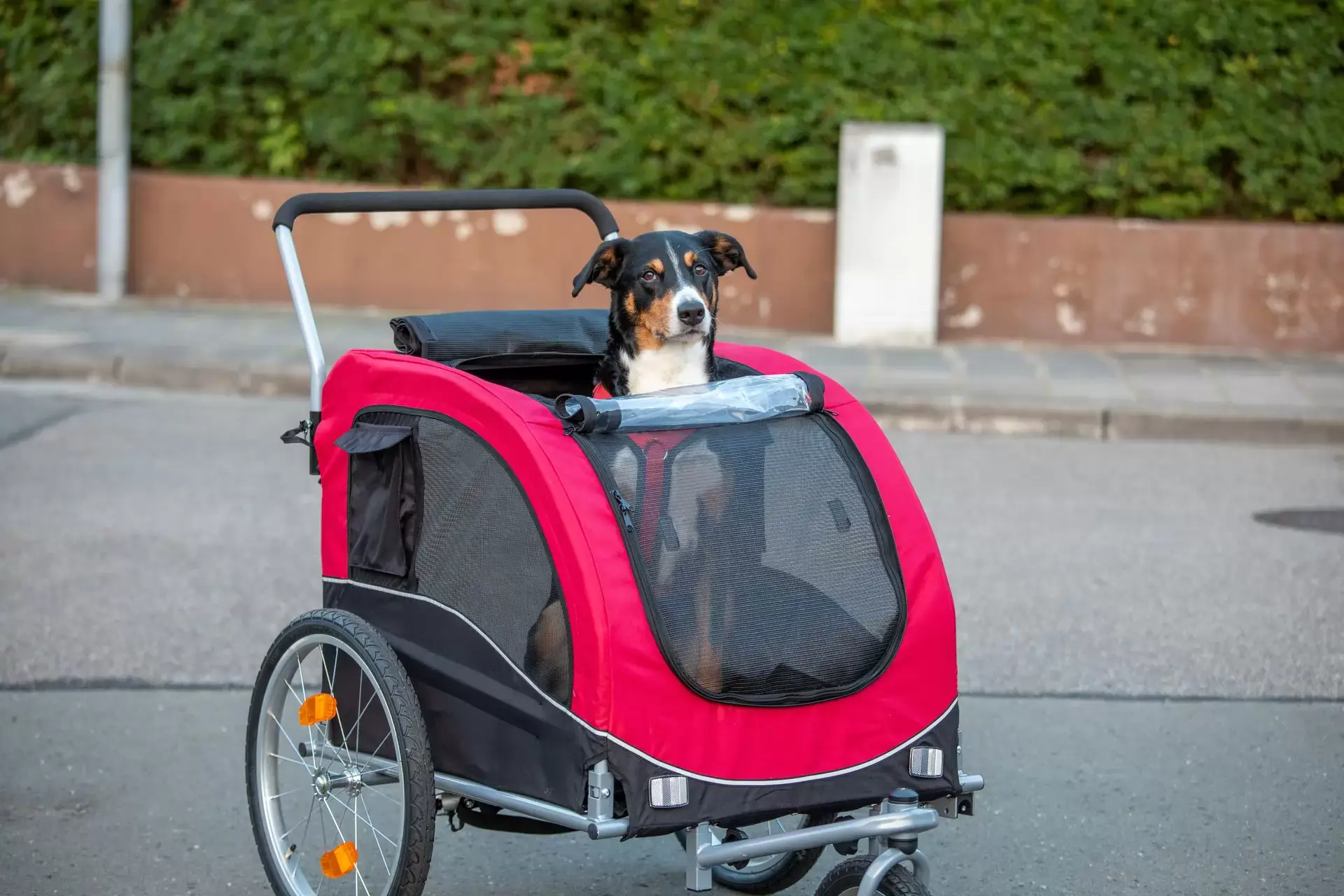 Vovve på vift! Upptäck fördelarna med en cykelvagn för hund 