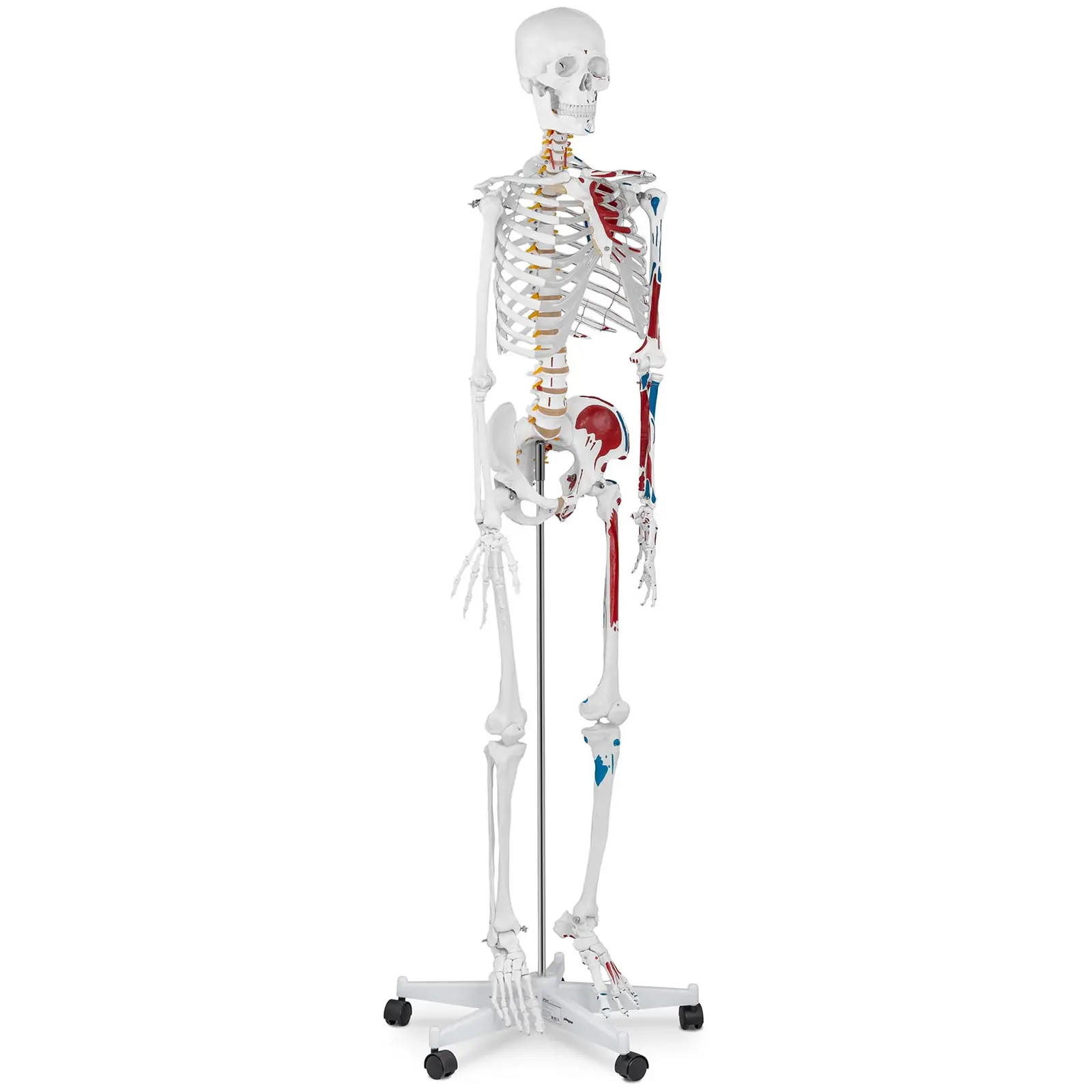 Skelett-Modell PHY-SK-2 - Naturlig storlek