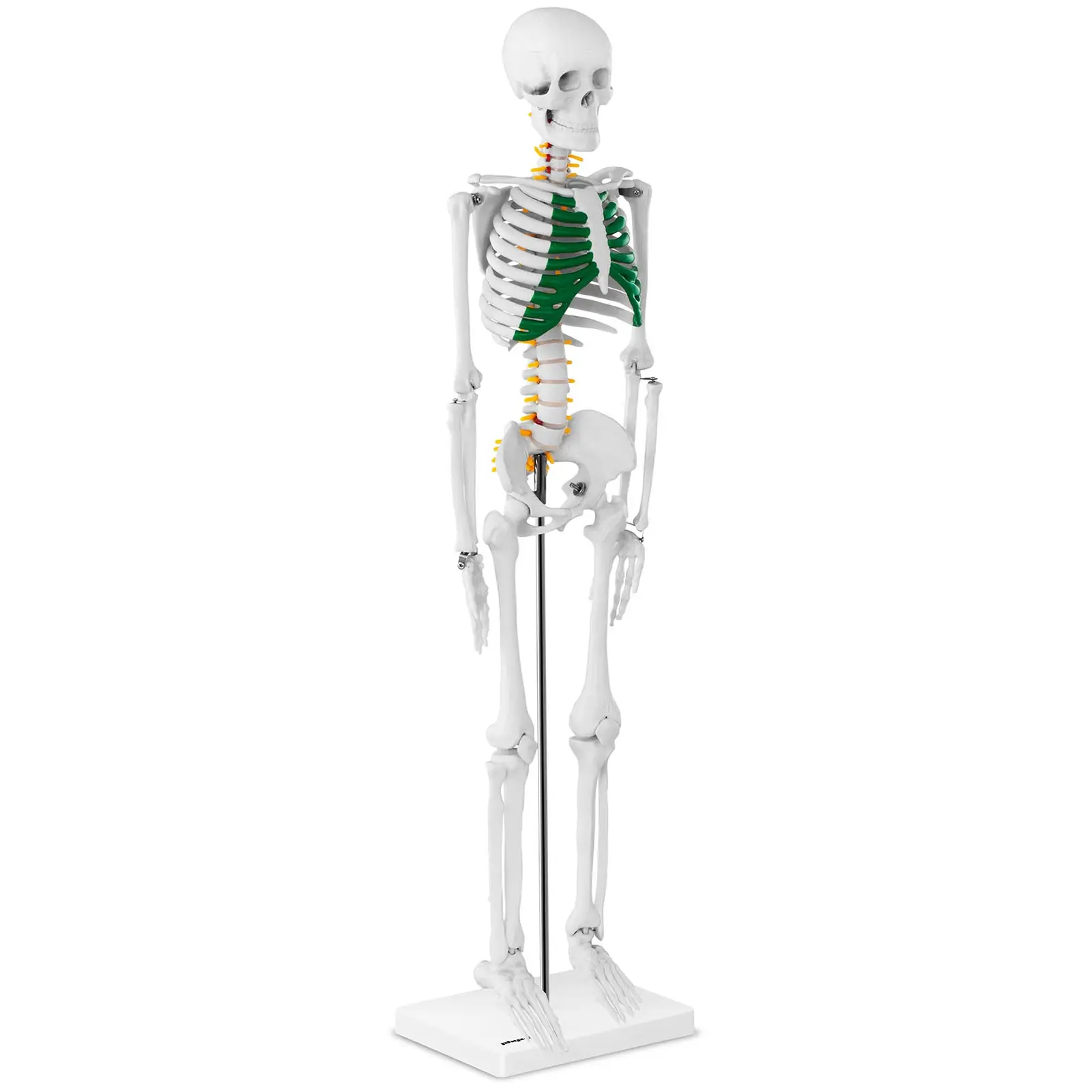 Mini Skelett 85 cm