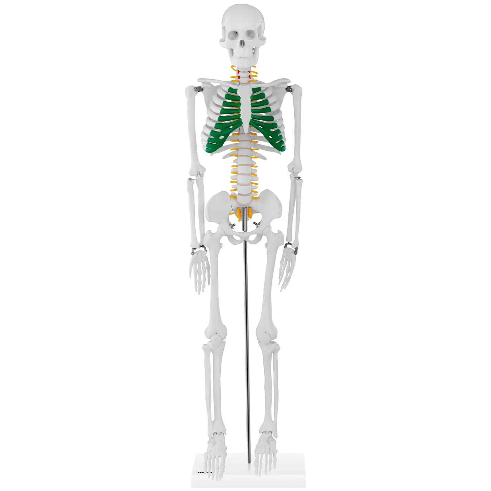 Mini Skelett 85 cm
