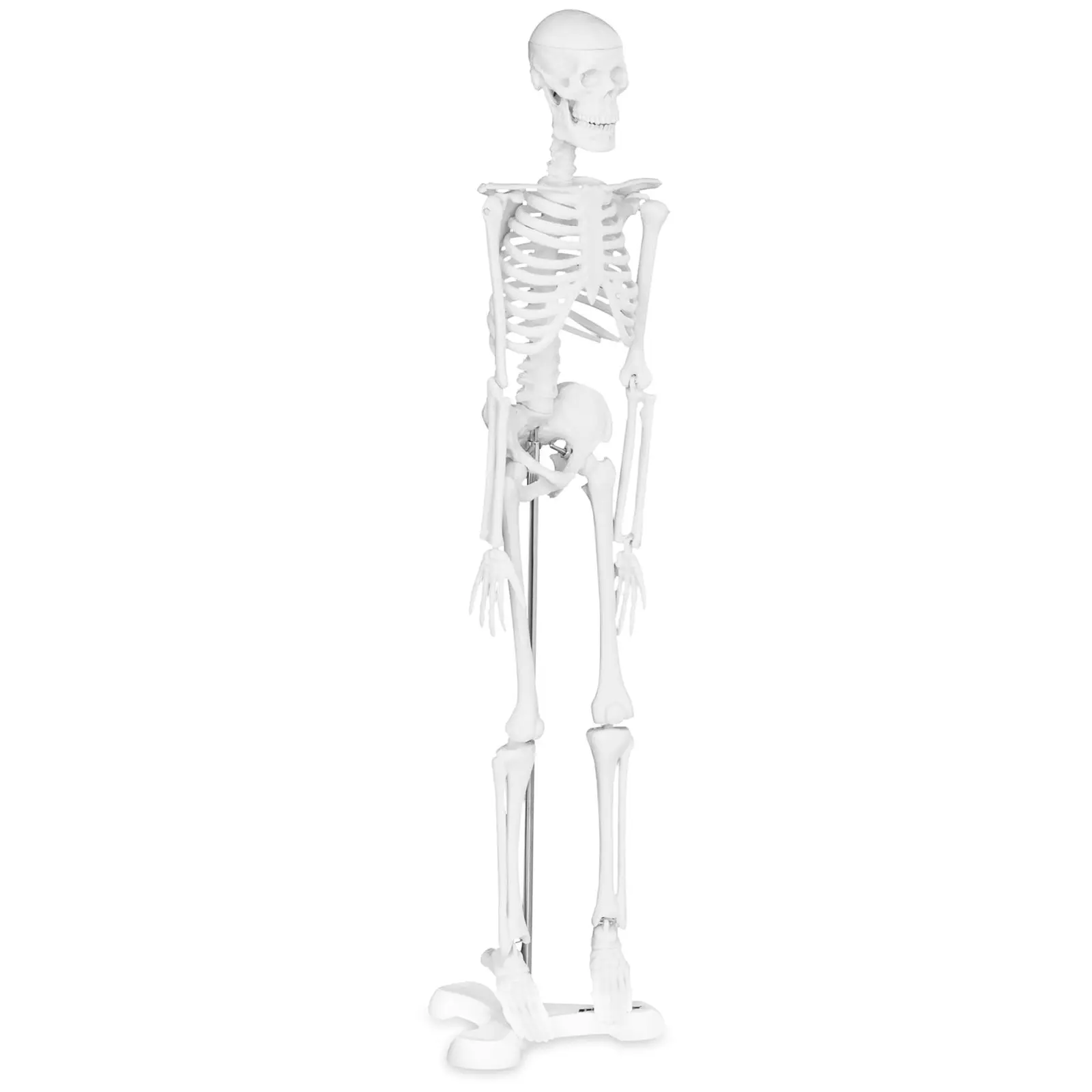 Skelett-Modell - 45 cm - Skala 1:4