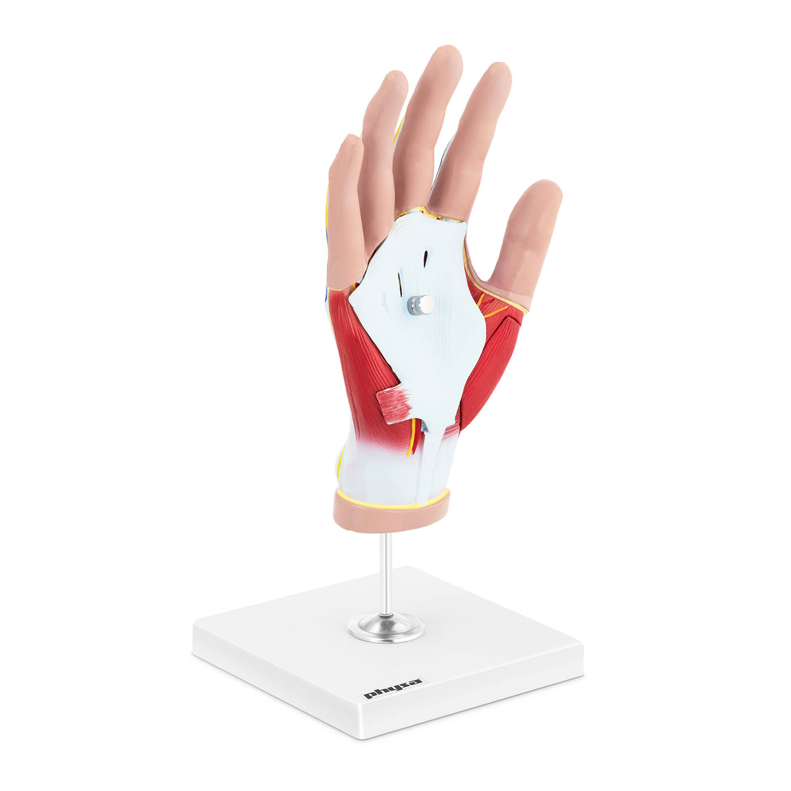 Hand med muskeldegeneration - Anatomisk modell - 4 delar - Originalstorlek