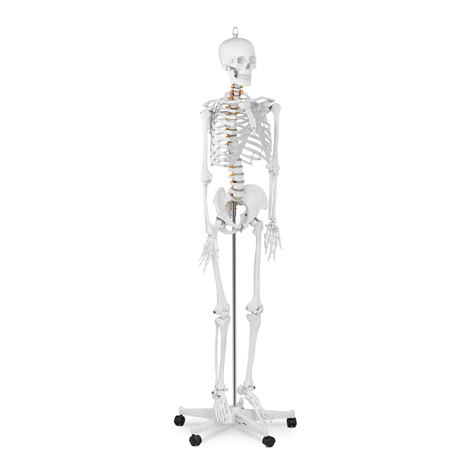 Skelett - Anatomisk modell - Naturlig storlek