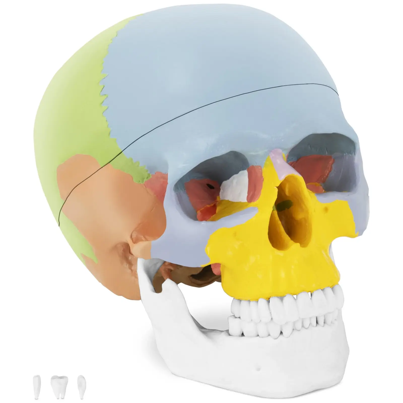 Kranium - Anatomisk modell - Med färg